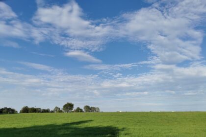 grüne Wiese